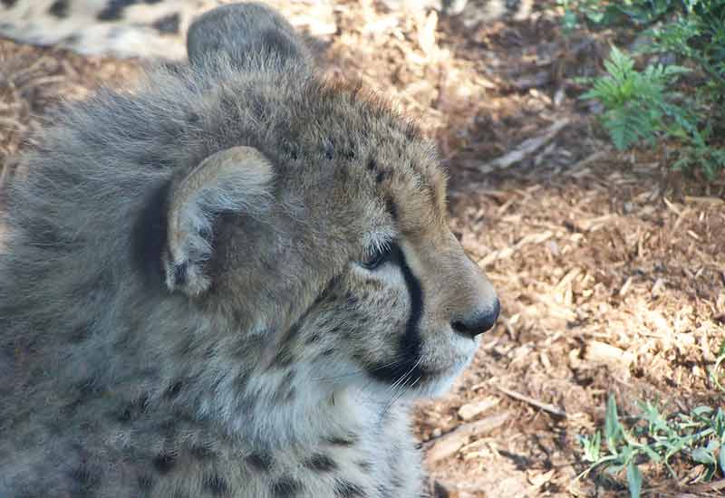 Cheeta cub looking regal
