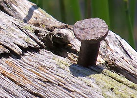 Fence & rusty nail