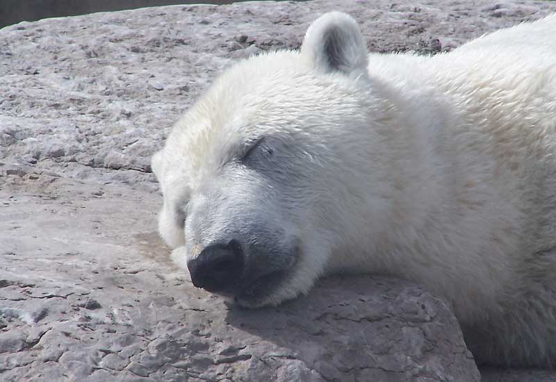 Polar Bear sleeping