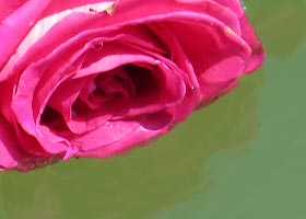Floating rose