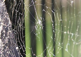What a web you weave