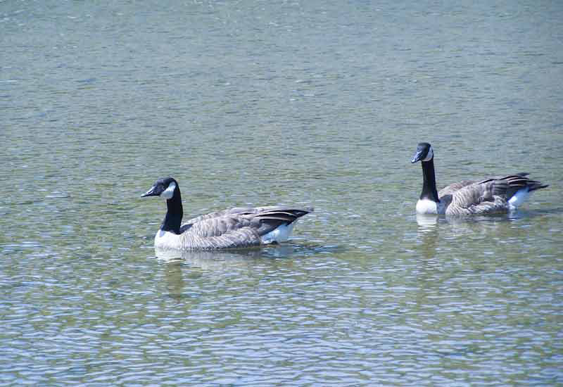 A pair of Canadians – geese that is