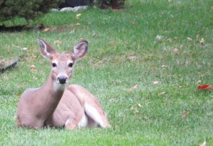 Female deer resting on grass
