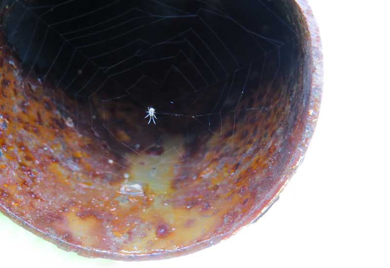 Spider on spider web inside rusty pipe