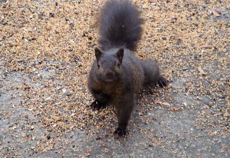 Blackie the squirrel
