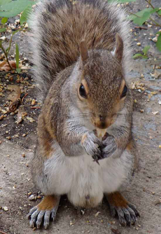 Male grey squirrel eating peanut