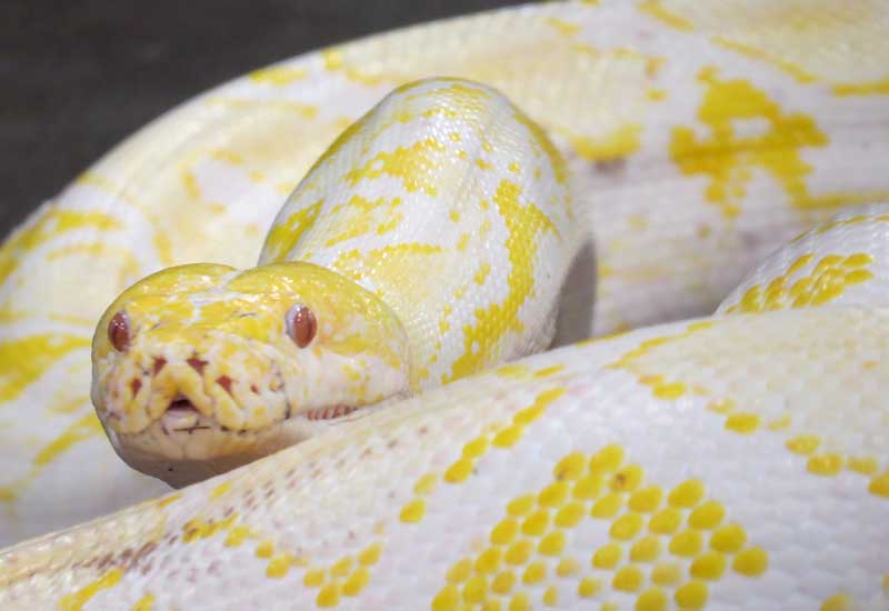 Yellow & white bos constrictor snake